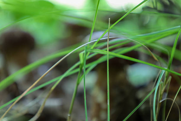 Thin green blades of grass in the foreground create a blurred yet picturesque forest backdrop. The image conveys a sense of hidden nature, inviting the viewer to look deeper.