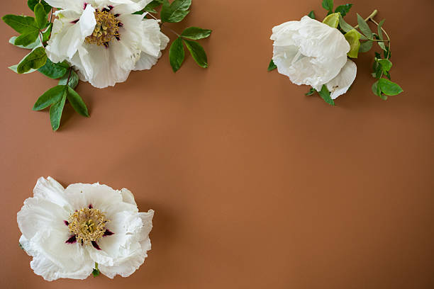 istock White large tree-like peony flower on a brown background. 2227147895