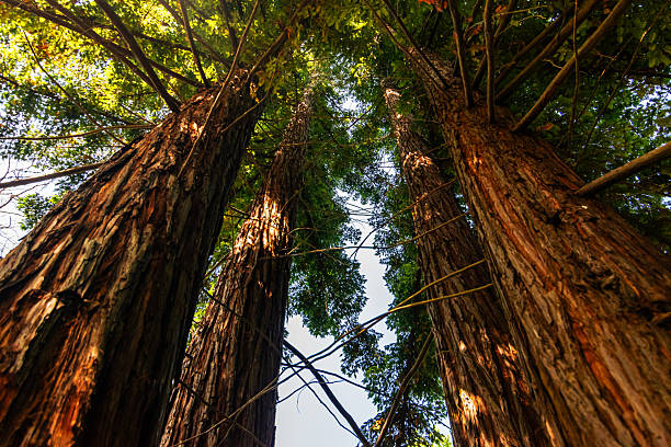 istock Upward View of Towering Trees in Forest Canopy 2227150089