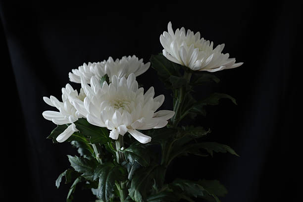 istock White chrysanthemum in a black background. 2227153043