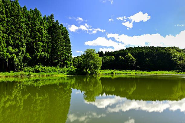 Ryuo-ga-buchi, a Takayama pond surrounded by fresh greenery