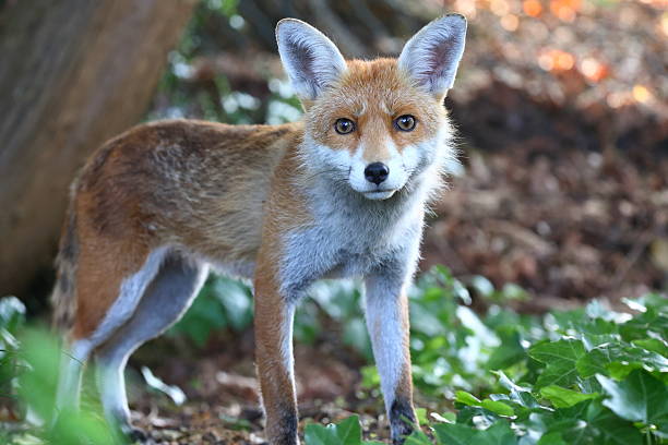 istock Young female urban fox 2227159022