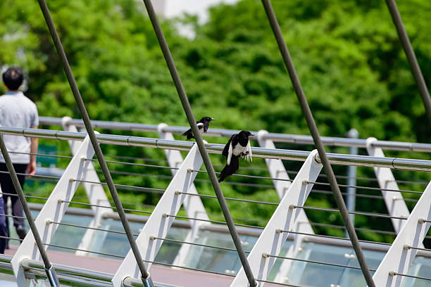 Two magpies are playing on the railing of a pedestrian-only suspension bridge.