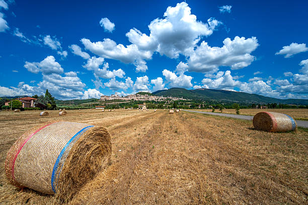 Stock photograph of round straw bales on field and cloudy blue sky.