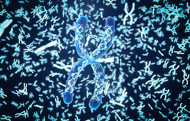 istock 3d rendering transparent chromosome x contain dna strand inside 2227165484