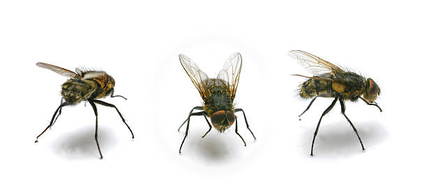 istock Three Houseflies Displaying Intricate Features on a White Background 2227165528