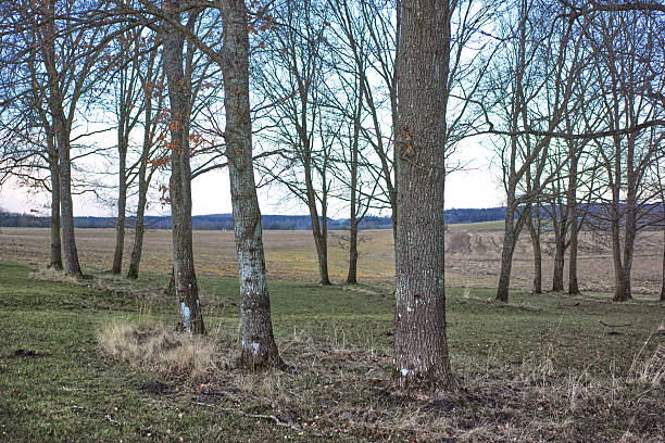 Peaceful rural scene featuring leafless trees standing amidst a quiet meadow in Denmark.