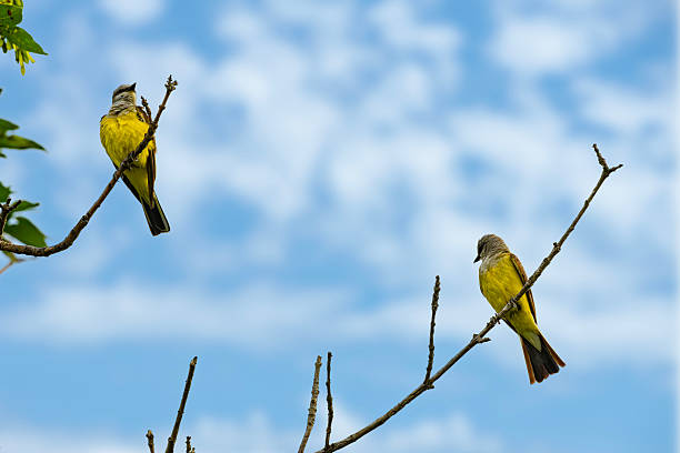 Two western kingbirds sitting in the same tree