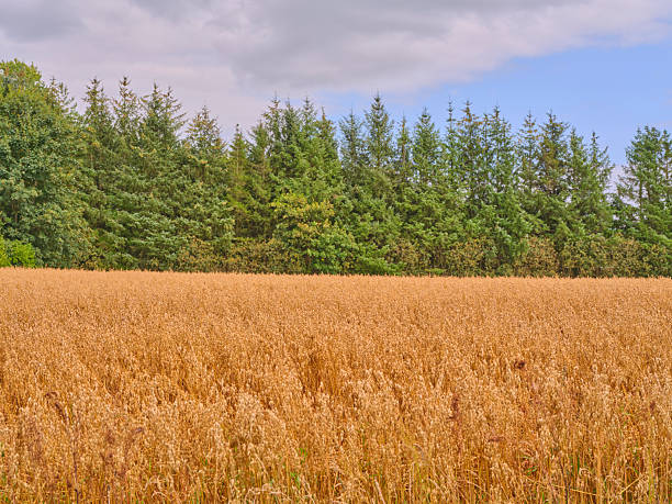 Golden wheat field captured in Denmark during a calm summer day. Parallel rows of processed hay run across the expansive landscape, with the blue sky scattered with light clouds adding contrast.