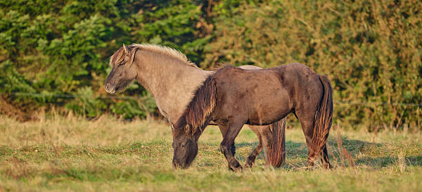 Wicken Fen, Cambridgeshire, UK\nA group of seven Przewalski's horses (Equus ferus przewalskii), also known as Mongolian wild horses, stands closely together in a lush green meadow. The horses display their characteristic dun-colored coats, dark stripes on legs, and erect black manes. Several horses face each other with heads lowered, suggesting social interaction or grooming behavior, while others stand with backs to the camera, revealing muscular hindquarters. The scene is set outdoors in a natural grassland area, with tall grasses in shades of green and brown, scattered bushes, and a weathered wooden fence in the blurred background. The atmosphere conveys a sense of wild freedom and animal camaraderie in a serene, untamed environment. This image suits commercial uses such as wildlife conservation campaigns, educational books on endangered species, nature documentaries, travel articles on Asian steppes, or stock visuals for environmental themes.