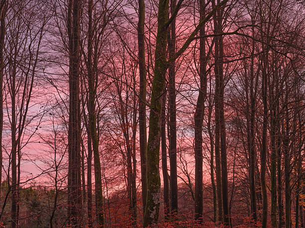 A serene autumnal forest shown in silhouette against a vibrant pink and purple sunset sky in Denmark, evoking feelings of quiet peace and connection with nature's beauty.