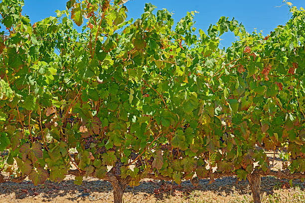 Vineyard at sunset, near Rutherglen wine region, rural Victoria