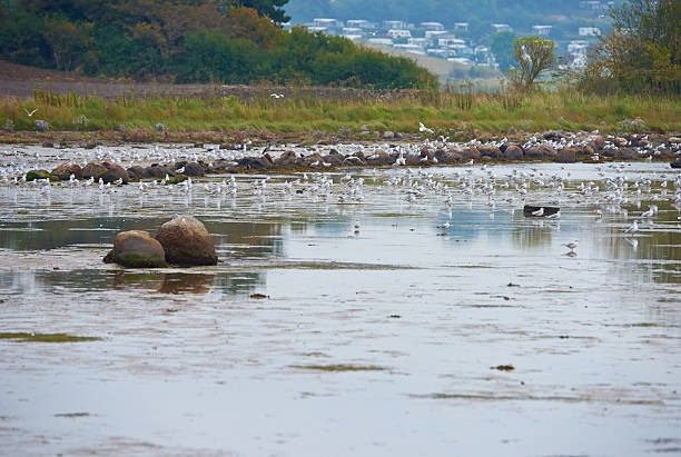 Experience the calming scenery of a wetland teeming with seagulls. Observe the serene shoreline, the lush vegetation framing the waters, and the quiet essence of environmental beauty.