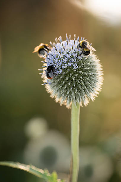 A close-up view of three bumblebees busy pollinating the bloom of a globe thistle (Echinops ritro). The photograph captures the serene light and calm of Danish flora on a summer day.