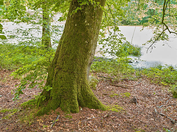 A picturesque view showcasing a large tree with moss-covered bark near a reflective pond, surrounded by lush greenery and scattered forest ground cover. The tranquil setting evokes peace and natural splendor.