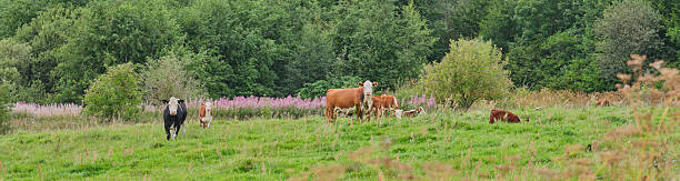 Cows on and next to the Slådalsvegen, unpaved toll road that runs from Vågåmo to Lesja, Rural norway, slow living. Farm mamals on public road in the north of Norway. Dirt road in mountains.