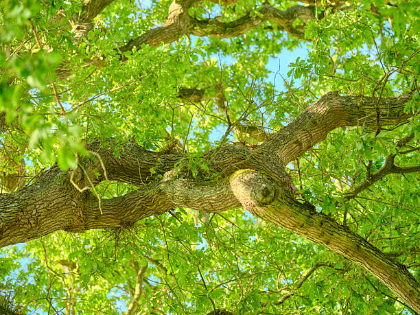 A serene moment viewing vibrant green leaves and twisting oak branches under the warm sunlight. The scene captures the natural beauty and tranquility of a summer day in a flourishing forest ambiance.