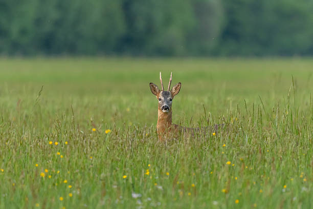 istock A graceful Roe deer stands in a sun-drenched field, its gaze direct and curious, capturing a peaceful wildlife moment. 2227166871