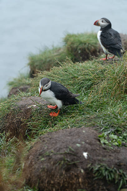 istock Puffins at Borgarfjordur Iceland 2227167681