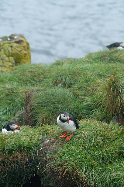 istock Puffins at Borgarfjordur Iceland 2227167693