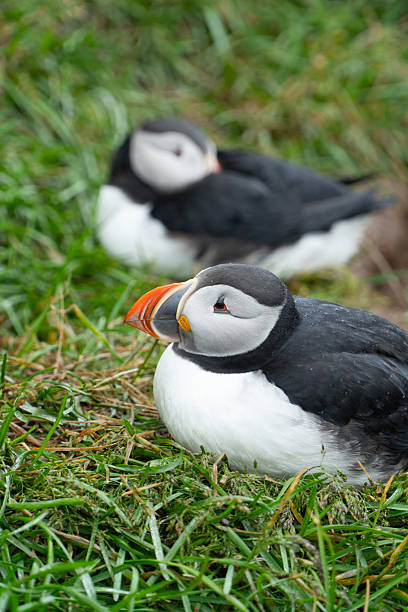 istock Puffins at Borgarfjordur Iceland 2227167713