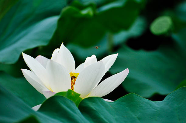 blossoming lotus flowers