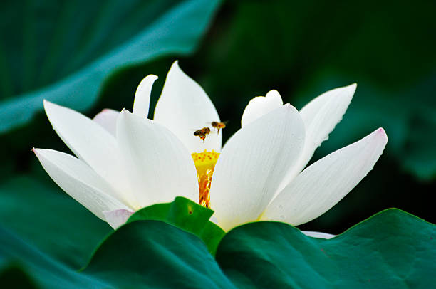 blossoming lotus flowers