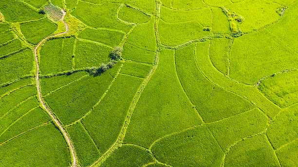istock Aerial View of Lush Green Terraced Fields with Winding Paths 2227169197