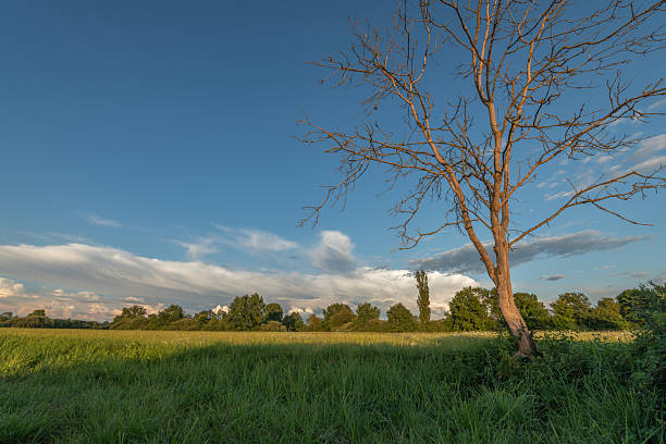 Golden hour illuminates a peaceful pasture featuring a bare tree and dense greenery. The sky is adorned with soft clouds, creating a tranquil atmosphere.