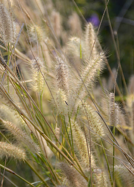 istock grass flower in nature garden 2227174638