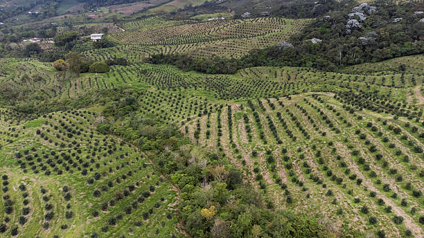 istock Rows of avocado trees growing on rolling hills in colombia 2227174665