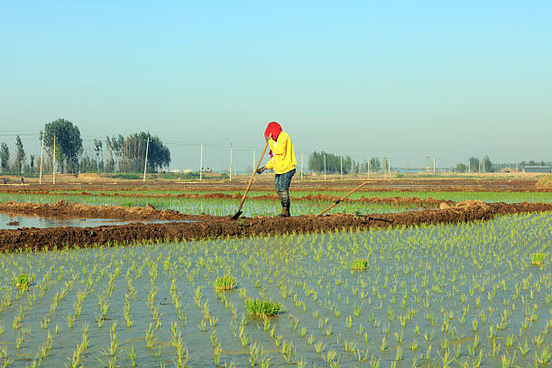 Farmers work in paddy fields, Luannan County, Hebei Province, China
