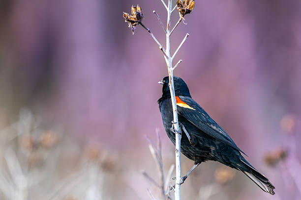 istock Red-Winged Blackbird Against Purple Wildflower Backdrop 2227177666