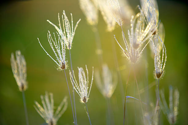 istock Delicate Grass Blades with Dew Drops in Soft Morning Light 2227178771