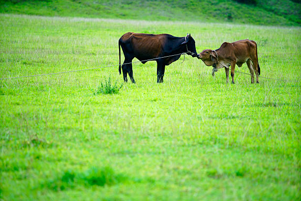 Two cows are seen interacting gently in a vibrant green meadow. The scene captures the tranquility of rural life, with lush grass under a bright sky.