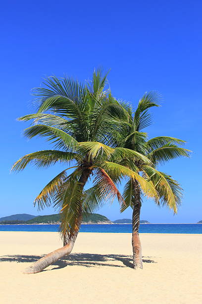 Coconut palm trees in tropical beach