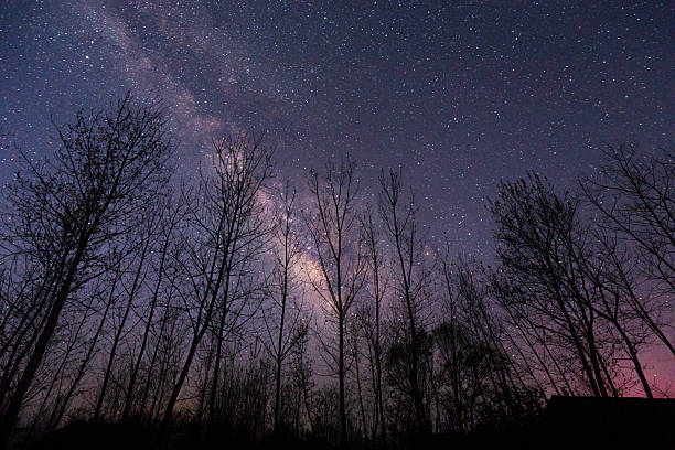 istock Starry Sky with Silhouetted Trees Showing Milky Way 2227179845
