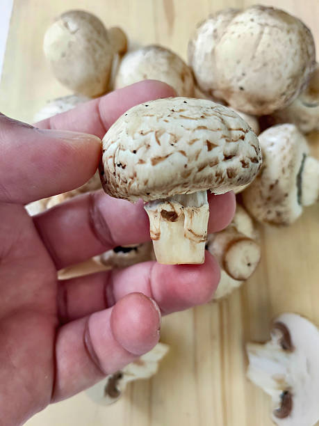 istock Hand Holding Fresh Cremini Mushroom Close Up 2227180255