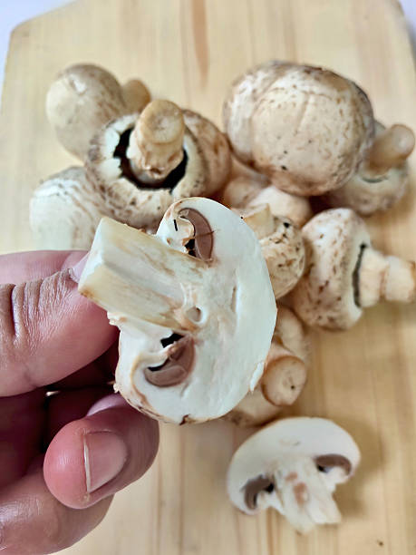 istock Hand Holding Sliced Fresh Cremini Mushroom 2227180263