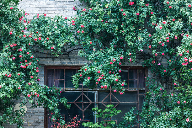 Beautiful roses as a wallpaper