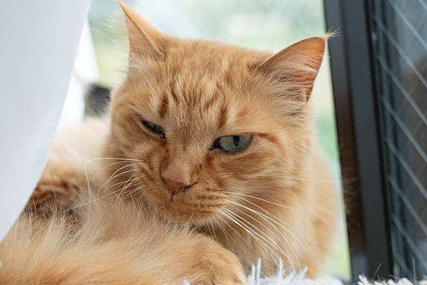 istock Cute cat with a sleepy look 2227182773