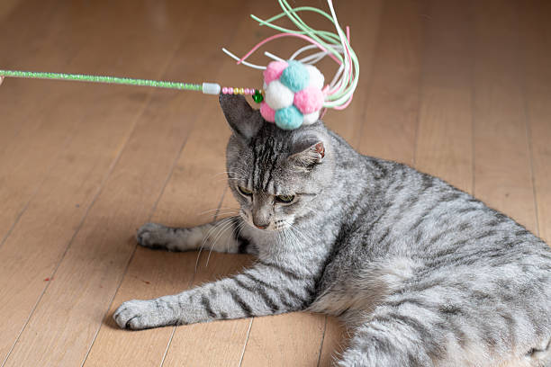 istock Cute cat playing with a toy 2227182785