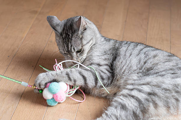 istock Cute cat playing with a toy 2227182799