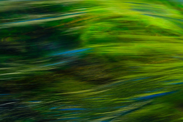 Long exposure photograph of a forest river