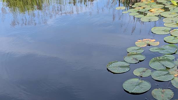 istock Reflection lake with lily leaves on surface 2227186420
