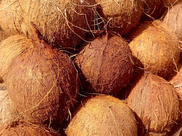 istock Cocos nucifera or dried Coconut image 2227188556