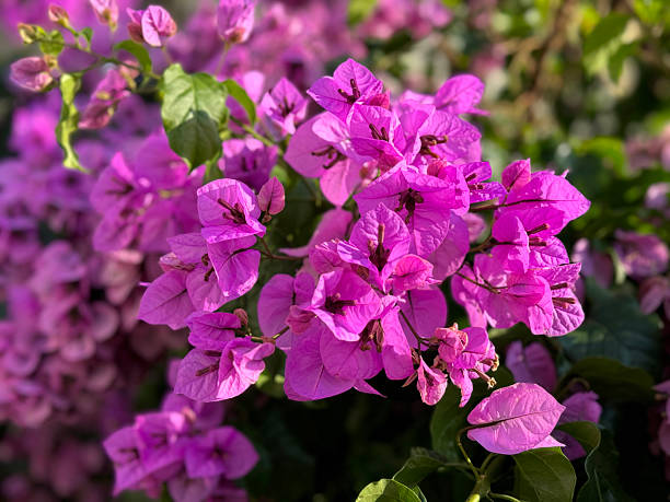 istock Bougainvillea glabra pink blossoming plant 2227190752