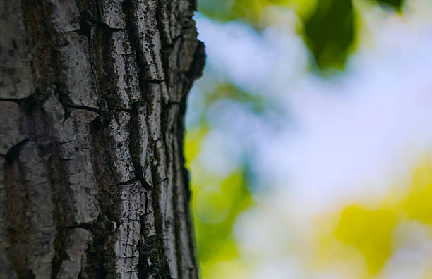 Trunk and bark of walnut trees