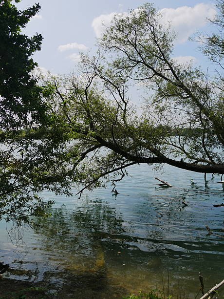 istock View through the trees of the Effelder Waldsee 2227196071