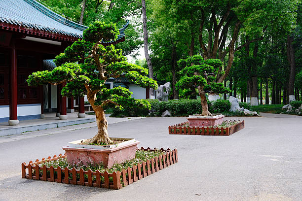 Chinese courtyard stone ground bonsai